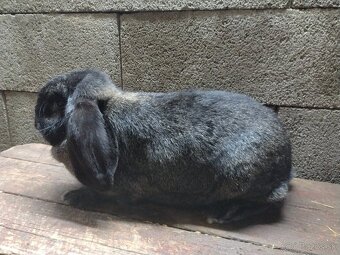 Francúzsky baran - 3