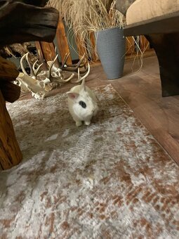 Darujem zajačika - 3