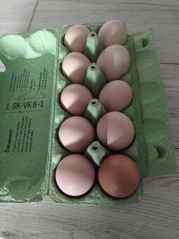 Predám násadové vajcia australorpky - 3