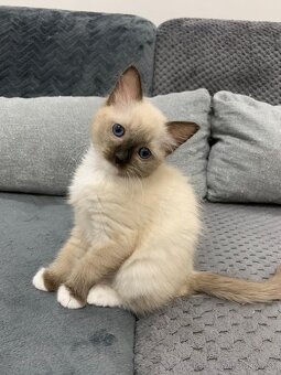 Ragdoll mačka - 3