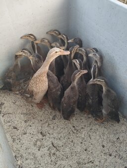 Predám indické bežce – 10€/kus - 3