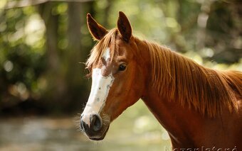American Quarter Horse - 3
