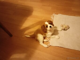 Cavalier Charles King Spaniel - 3