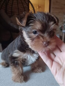 Yorkshire terrier - 3