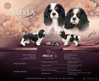 Cavalier king Charles spaniel s PP - 3