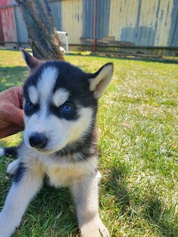 Šteniatka sibirský husky - 3