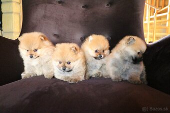 Predám fenku - pomeranian/nemecký špic - 3