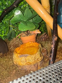 terarium + pagekon riasnaty - 3