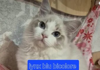Hladam macky Ragdoll - 3