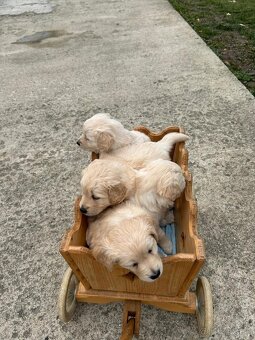Zlatý retriever - 3