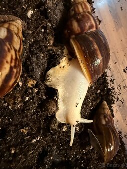 Slimák, Lissachatina Fulica - 3