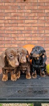 Jazvečík trpasličí - 3