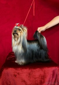 Yorkshire terier - 3