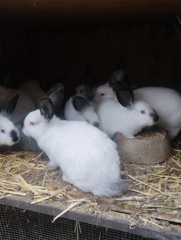 Kalifornsky kralik - 3