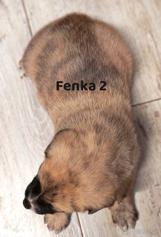 Stredoazijsky ovčiak - 3