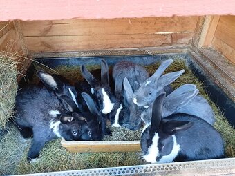 Mladé králiky - 3