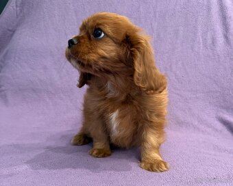 Cavalier King Charles Spaniel - fenka ruby - PP(FCI) - 3