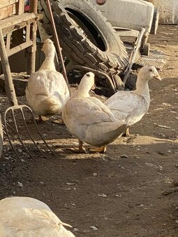 predam husokacky mulard + husy - 3
