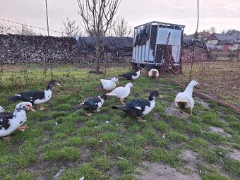 Predám pižmové (čínske) kačice / káčerov - 3