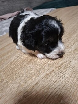 Predam steniatko - 3