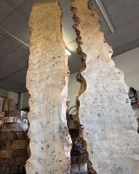 XXL Očkový topoľ - 3