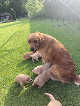 Zlatý retriever x labrador šteniatka - 3