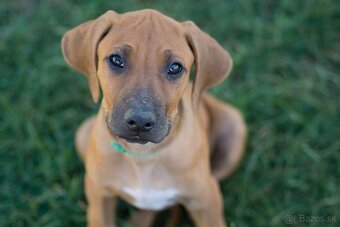 Rhodesian Ridgeback šteniatka s PP IHNEĎ K ODBERU - 3