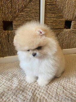 Pomeranian - 3