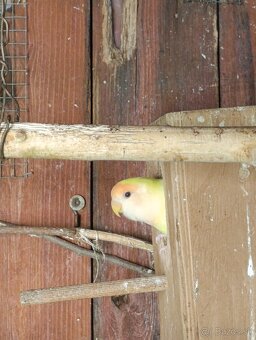 Agapornis ružovohrdly pare - 3