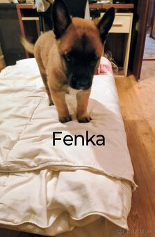 Šteniatka belgický ovčiak malinois bez pp - 3
