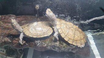 Vodné korytnačky - 3