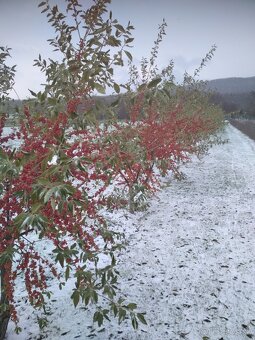 Hlošina okolikatá  /Elaeagnus umbellata/ - 3