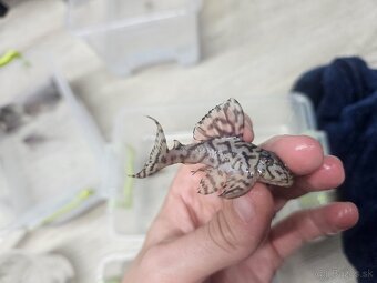 L 236 Creme - odchov - 3