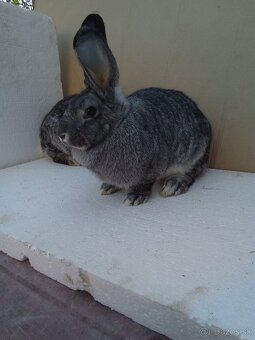 Činčila veľká - 3