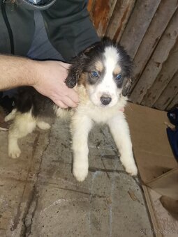 Darujem šteniatka - 3