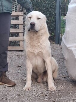 Stredoázijský ovčiak - 3