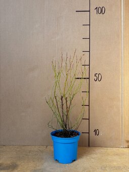 Sadenice čučoriedky kanadské a brusnice - 3