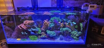 Morske akvarium dohodou - 3