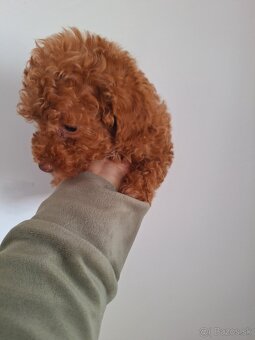 Pudel - 3