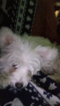 Mini maltezak - 3