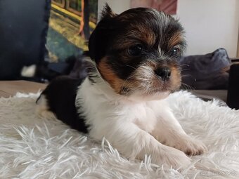 Tibetskỳ spaniel - 3