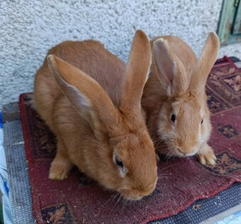 BURGUNDSKÉ králiky - 3