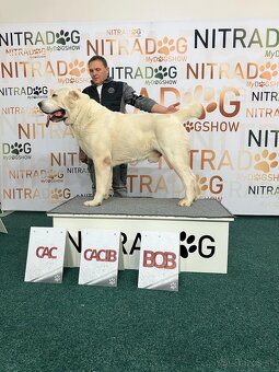 Stredoázijský ovčiak - 3