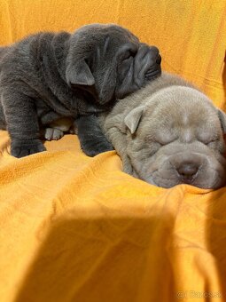 Sharpej, Sharpei, sharpei - 3