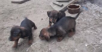 Predám šteniatka jazvečík. - 3