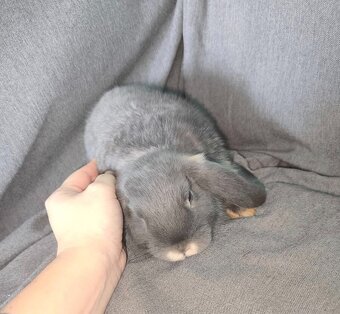 Zakrslý beranek - 3