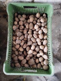 Sadbove zemiaky - 3