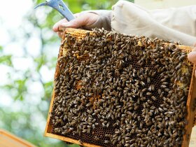 včely - rýchlokurzy pre začínajúcich včelárov - 3
