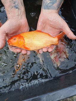 koi kapre - 3