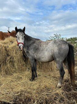 Pony kobylka - 3